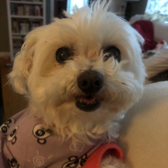 Meet your Posher, Lindsay - Picture 1 of 1